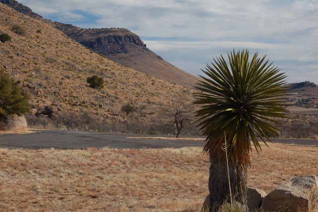 yucca plant